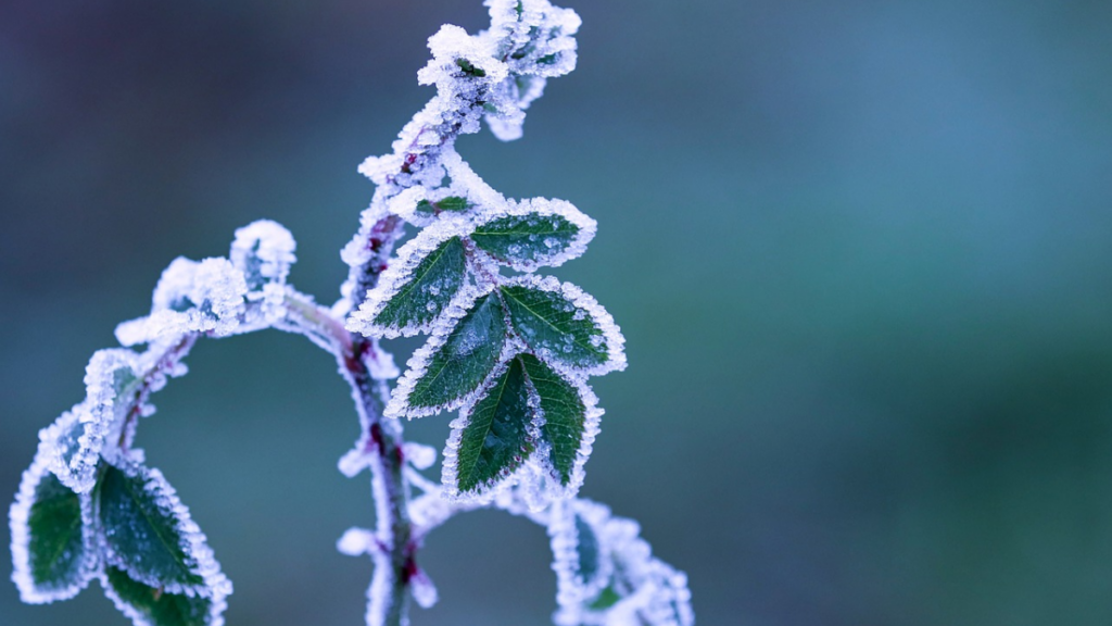 Astronomische winter begint zacht, wisselvallig en met veel wind