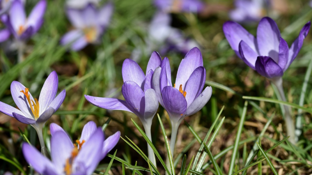 Officieel warmste 3 maart ooit gemeten in De Bilt