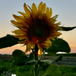 Meteorologische herfst zondag zomers en behoorlijk warm van start