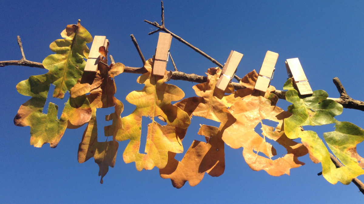 Astronomische herfst begint zondag warm, komende week wordt het koeler en wisselvallig