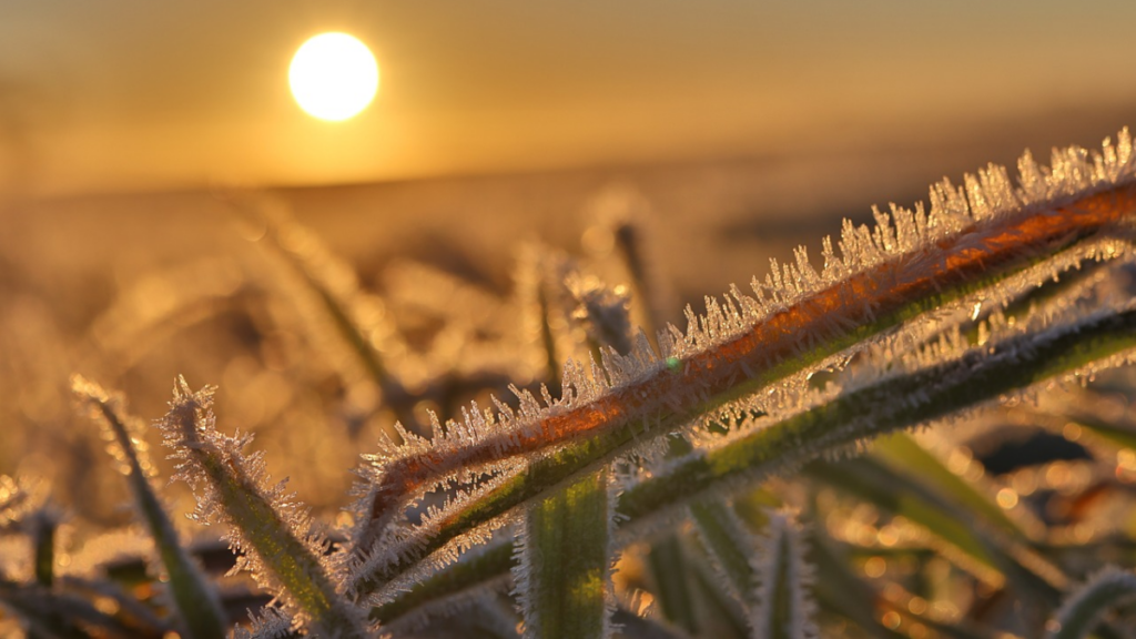 Eerste lokale nachtvorst na de zomer is een feit