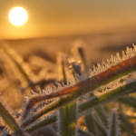 Eerste lokale nachtvorst na de zomer is een feit