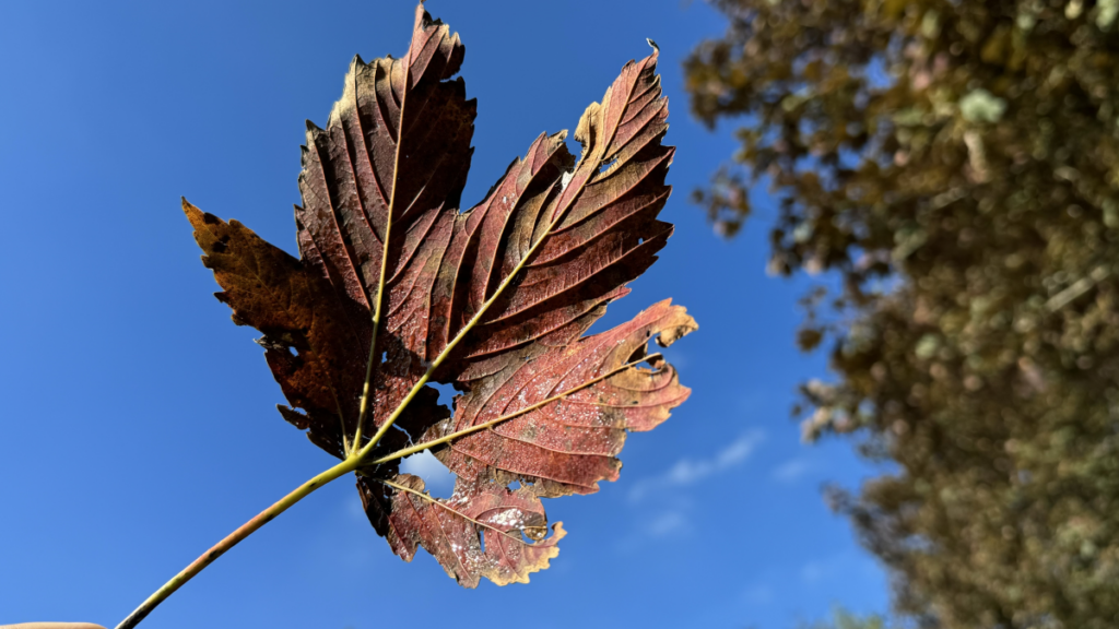 Herfstvakantie begon wisselvallig, maar vanaf dinsdag steeds meer zon en een paar droge dagen op komst