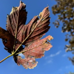 Herfstvakantie begon wisselvallig, maar vanaf dinsdag steeds meer zon en een paar droge dagen op komst