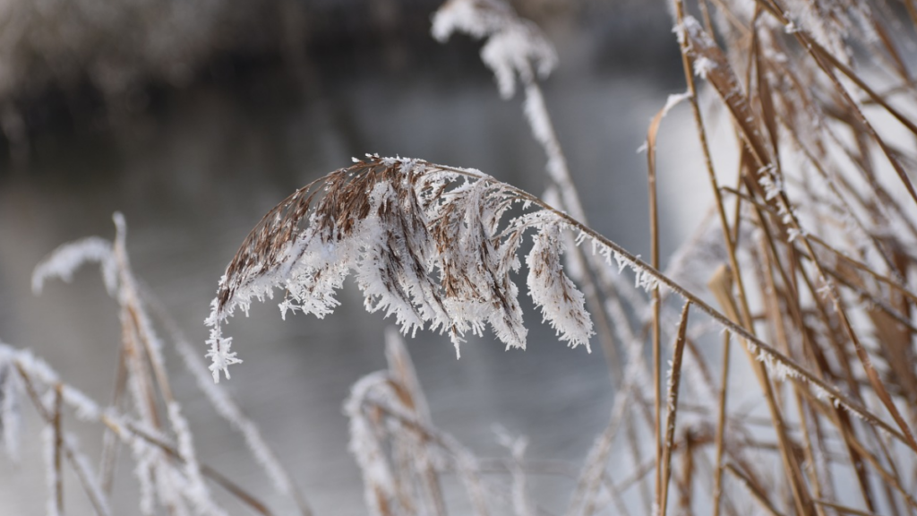 Eerste lokale ijsdag winter 2024-2025 is een feit