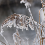 Eerste lokale ijsdag winter 2024-2025 is een feit