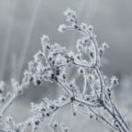 Eerste lokale matige vorst gemeten van deze winter