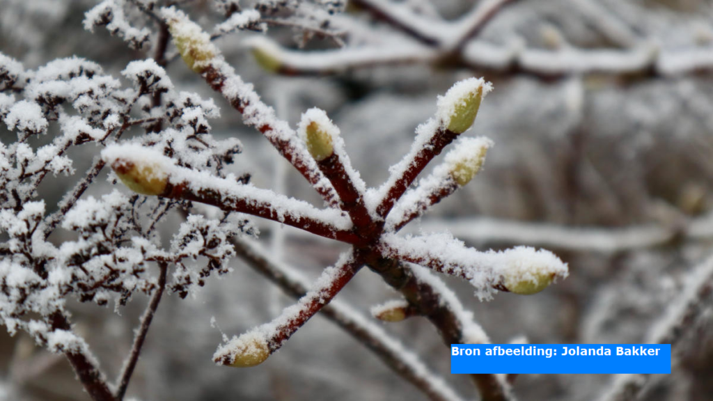 Eerste officiële matige vorst gemeten van deze winter