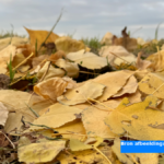 Septembermaand én meteorologische herfst maandag warm van start, maar ook een bui
