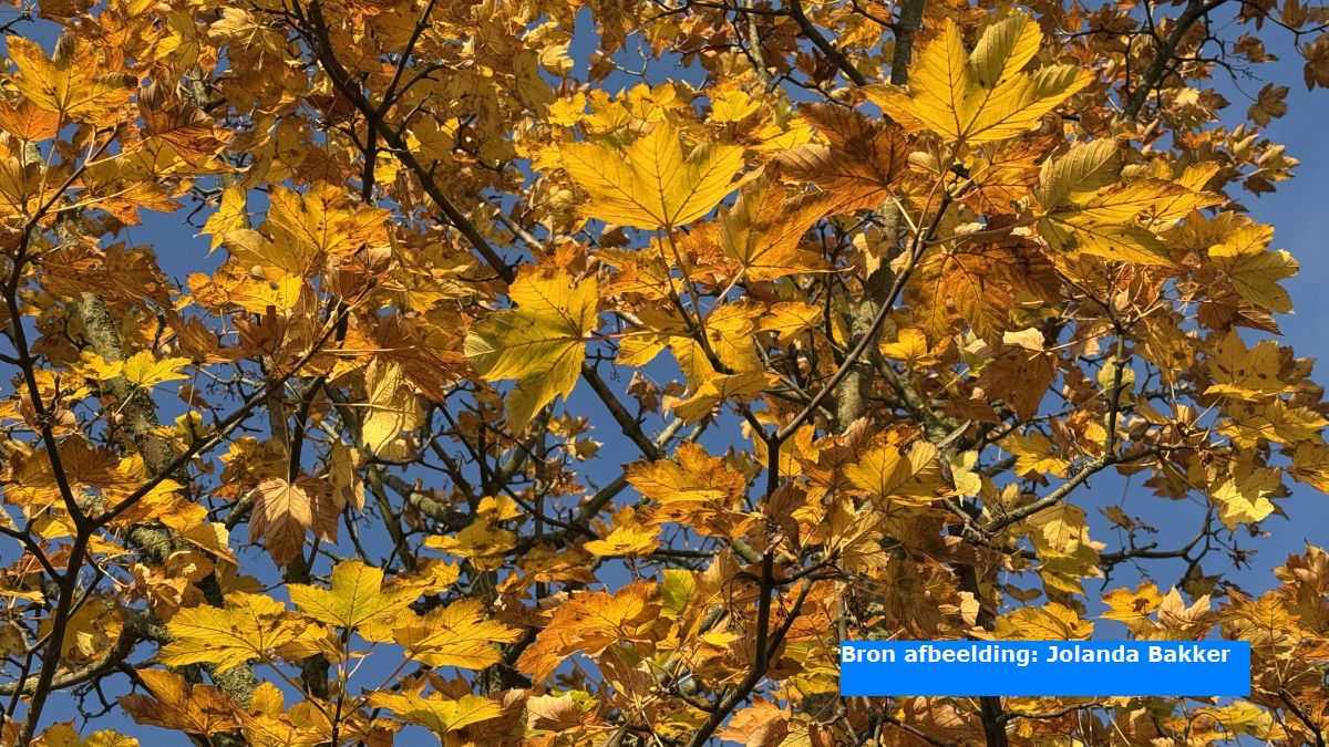 Prachtige herfstkleuren (herfst 2025, 10 oktober)
