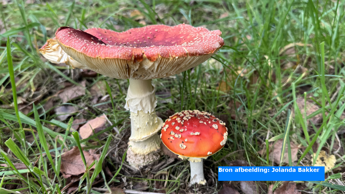 Vliegenzwam paddenstoel (herfst 2025, 12 oktober)