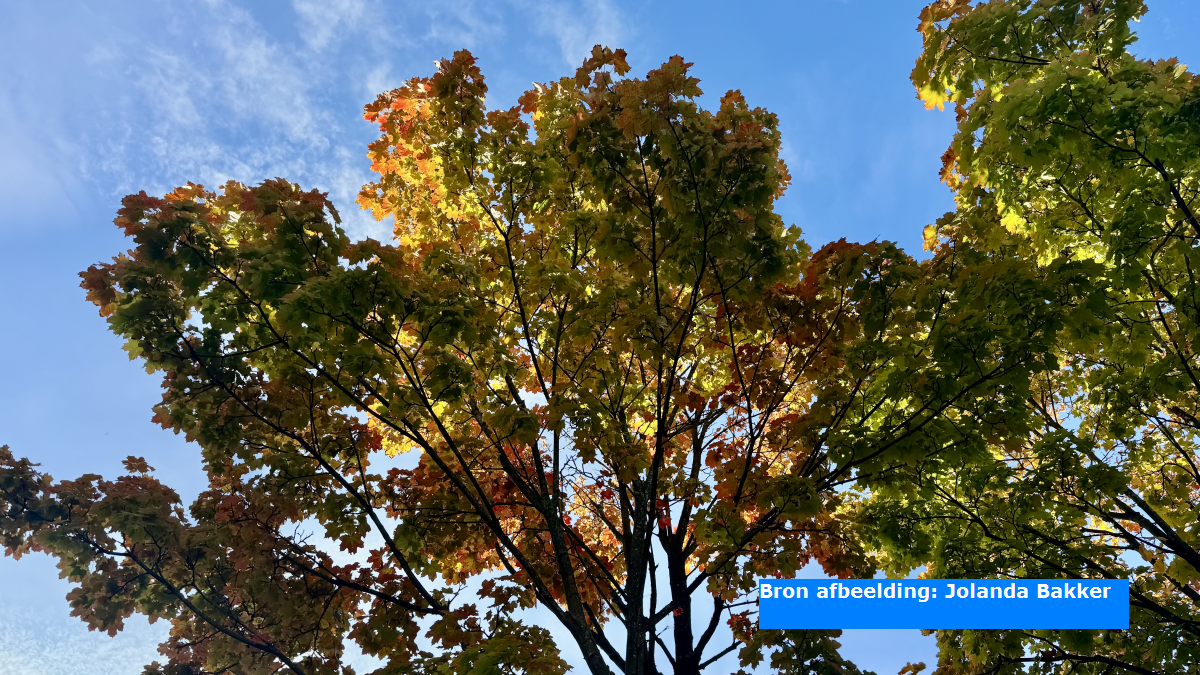 Weersverwachting herfstvakantie: deze week vaak grijs en rustig weer, daarna stuk natter