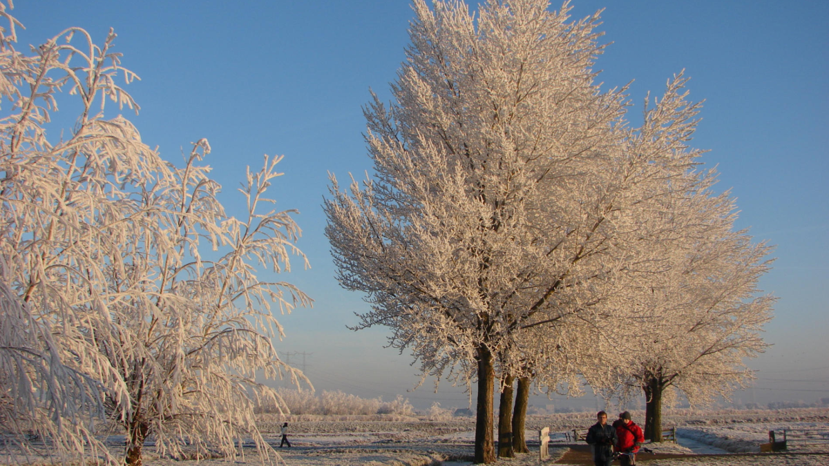 Ook dit jaar weer een groene kerst, maar wel koud én met zonneschijn