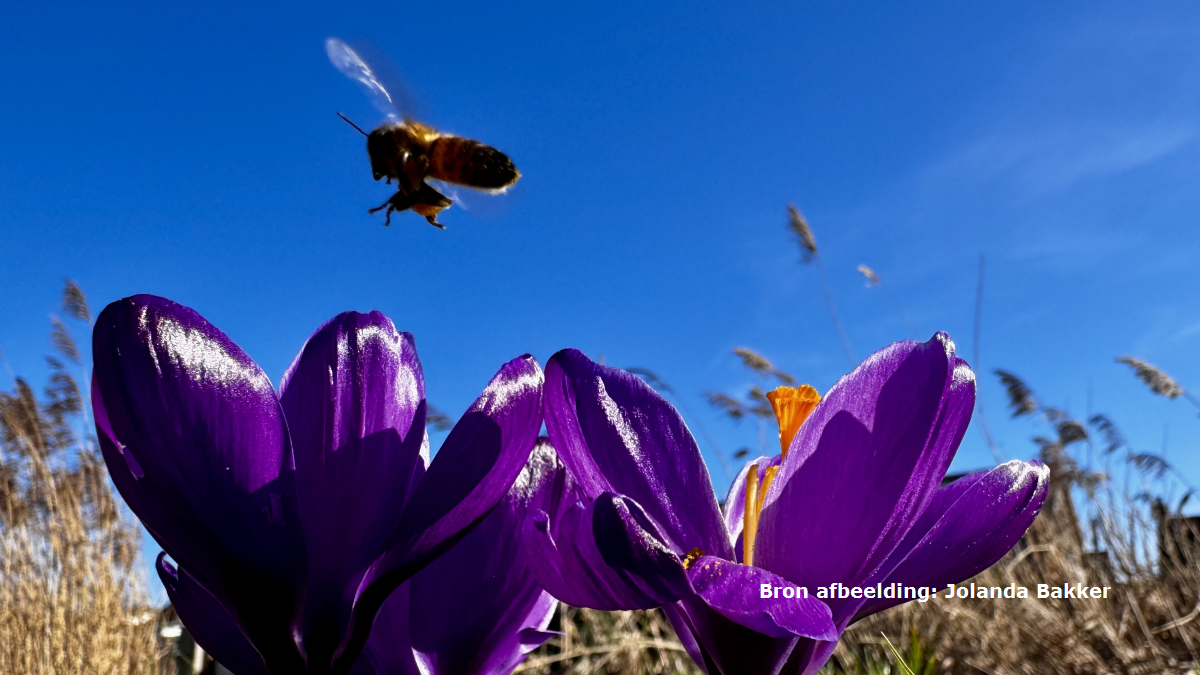 De meteorologische lente begint zondag op 1 maart, komende week volgen meer lentedagen