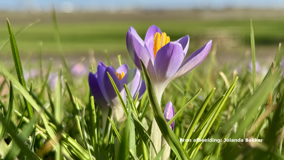 Eerste lentedag van 2026 gemeten, ongeveer twee weken eerder dan normaal