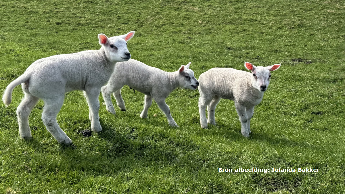 De astronomische lente begint vrijdag, vanaf halverwege volgende week waarschijnlijk wisselvallig en kouder