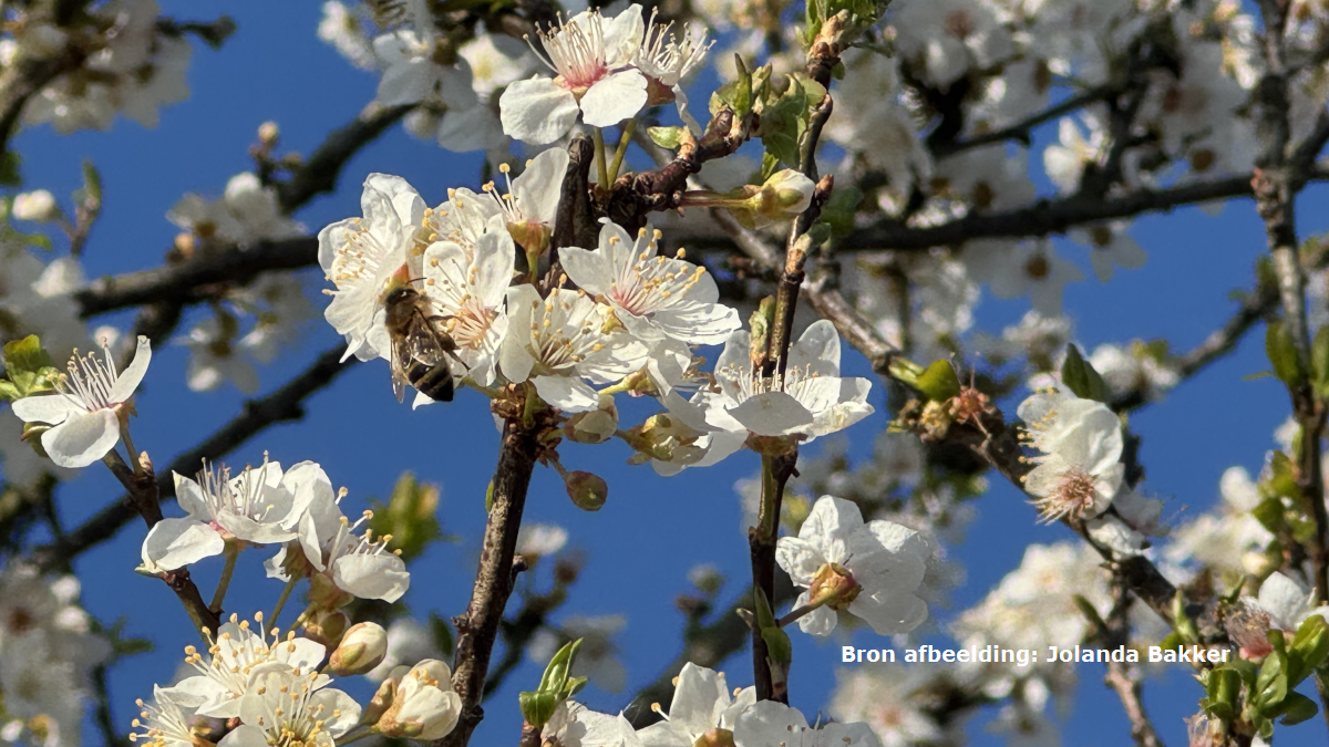 Derde officiële temperatuurrecord op rij: het is de warmste 4 maart ooit in De Bilt