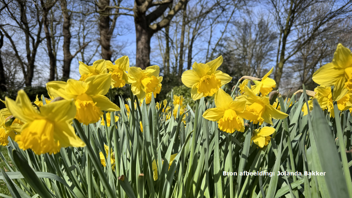 Warmterecord 3 maart: niet eerder zo zacht in De Bilt op deze datum als dinsdag