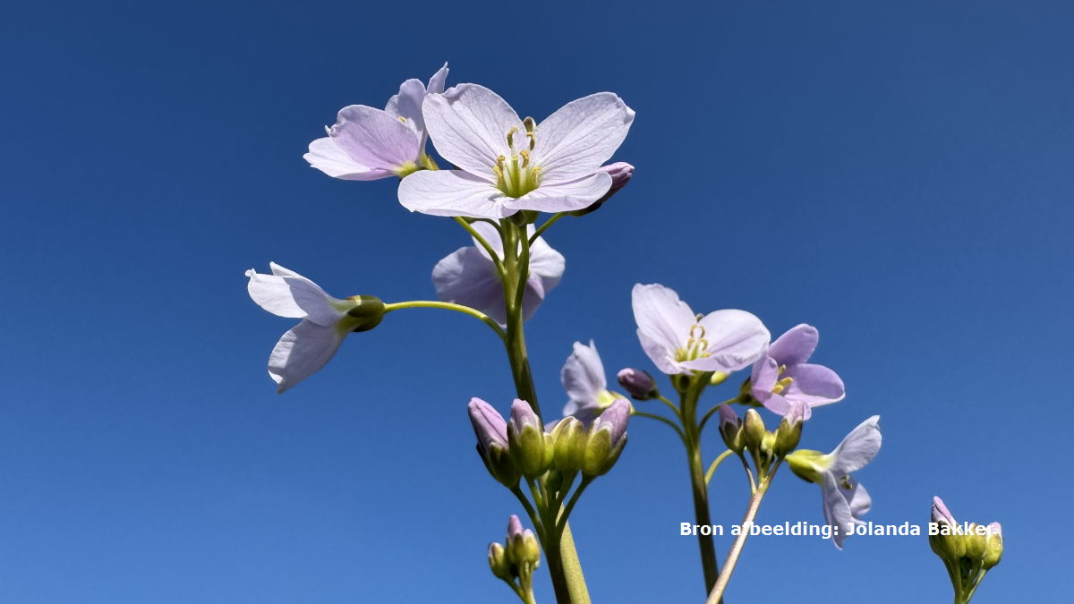 Ook eerste officiële warme dag van 2026 gemeten, ruim 20 graden in De Bilt
