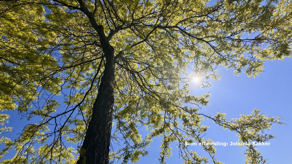 Warmterecord De Bilt: het is officieel de warmste 26 mei ooit