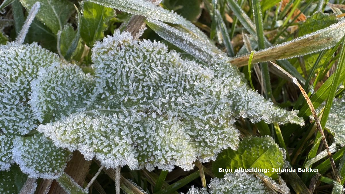 Zeldzame nachtvorst gemeten in hartje zomer: -0,1 graad in Twente